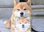 《無口系柴犬》Ryuji九月推出首本全彩寫真集 《無口系柴犬》Ryuji九月推出首本全彩寫真集