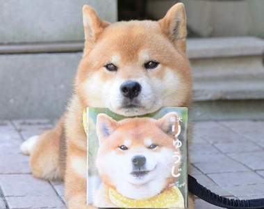 《無口系柴犬》Ryuji九月推出首本全彩寫真集