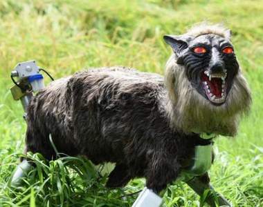 【有片】日本研發《超可怕機器狼》保護作物，嚇退野生動物遠離1公里不敢靠近，小偷也嚇尿