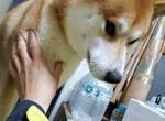 飼主分享《柴犬飼養記錄》第一個月跟第三十個月差很大w 飼主分享《柴犬飼養記錄》第一個月跟第三十個月差很大w