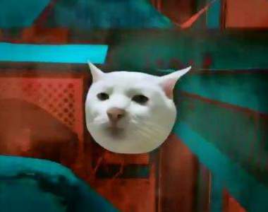 推特話題《惡搞貓咪跳躍失敗影片》距離沒抓好真的很痛啊....