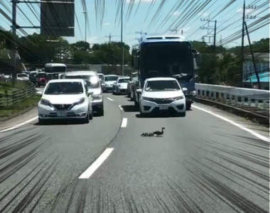 《最可愛的塞車理由》無法前進卻還是讓駕駛甘願等待的暖心畫面引發瘋傳