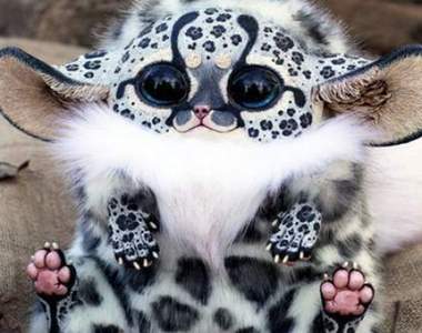 多看一眼才能確定的《混淆動物》原來寵物界也有Cosplay?