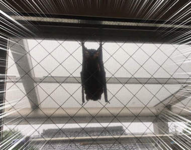 陽台驚見《蝙蝠避難中》日本關西暴雨成災動物們紛紛避難