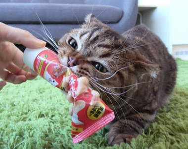 一次七隻超療癒《貓咪好愛鑽桶》證明越大隻越要證明自己很瘦w