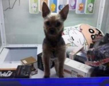 社群炎上事件《夾娃娃機內的狗》飼主出面道歉說不是故意的...