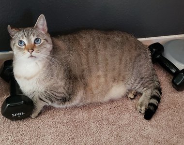 誰說只有橘貓胖《重12公斤胖貓》灰色的喵也可以養很胖...