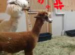 《草泥馬打架》簡單來講就是把對方的頭壓下去就贏了? 《草泥馬打架》簡單來講就是把對方的頭壓下去就贏了?