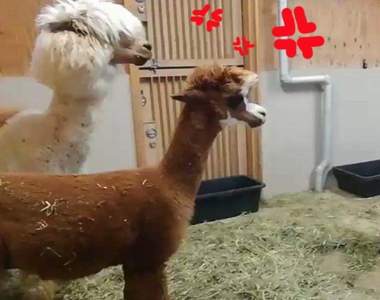 《草泥馬打架》簡單來講就是把對方的頭壓下去就贏了?
