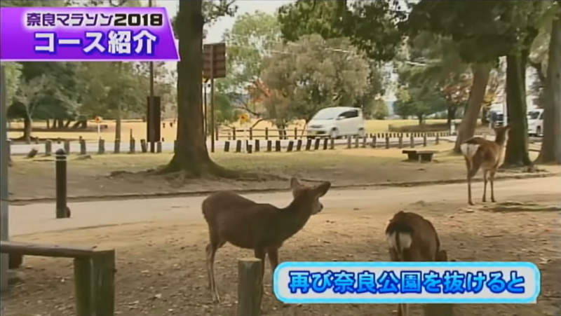 《奈良马拉松》鹿比跑者还抢镜 别处绝对看不到追人挡路样样来…… - 图片4 《奈良马拉松》鹿比跑者还抢镜 别处绝对看不到追人挡路样样来……