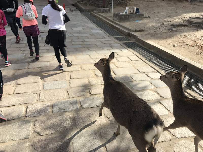《奈良马拉松》鹿比跑者还抢镜 别处绝对看不到追人挡路样样来…… - 图片10 《奈良马拉松》鹿比跑者还抢镜 别处绝对看不到追人挡路样样来……