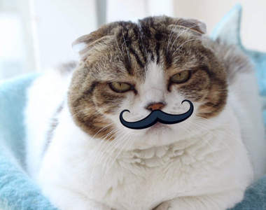 《貓咪裝上假鬍子的結果》原本調皮的孩子瞬間變穩重紳士( ˘灬˙ )