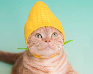 大人氣貓咪頭套最新作《貓野菜》喵又難逃主人們的騷擾惹...