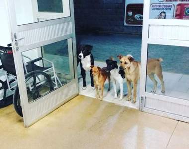 巴西醫院門口出現《死守大門的流浪狗》只因為想跟飼主說即使你一無所有還有我...