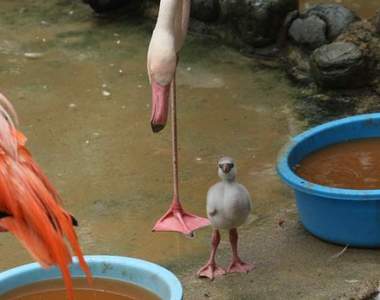 《練習單腳站立的小紅鶴》動物園捕捉到的超可愛瞬間引發瘋傳❤