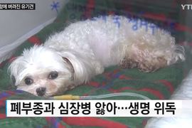 如此可愛的狗狗被這種《棄養方式》拋棄 韓國網友連署要找兇手