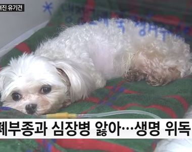 如此可愛的狗狗被這種《棄養方式》拋棄 韓國網友連署要找兇手