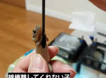 說什麼都不放手《棉棒守宮》網友大讚是千年一遇級的可愛爬蟲類啊啊啊❤ 說什麼都不放手《棉棒守宮》網友大讚是千年一遇級的可愛爬蟲類啊啊啊❤
