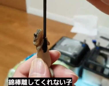 說什麼都不放手《棉棒守宮》網友大讚是千年一遇級的可愛爬蟲類啊啊啊❤