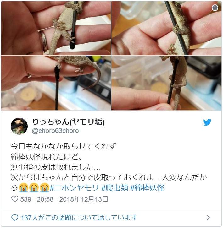 说什么都不放手《棉棒守宫》网友大赞是千年一遇级的可爱爬虫类啊啊啊❤ - 图片6 说什么都不放手《棉棒守宫》网友大赞是千年一遇级的可爱爬虫类啊啊啊❤