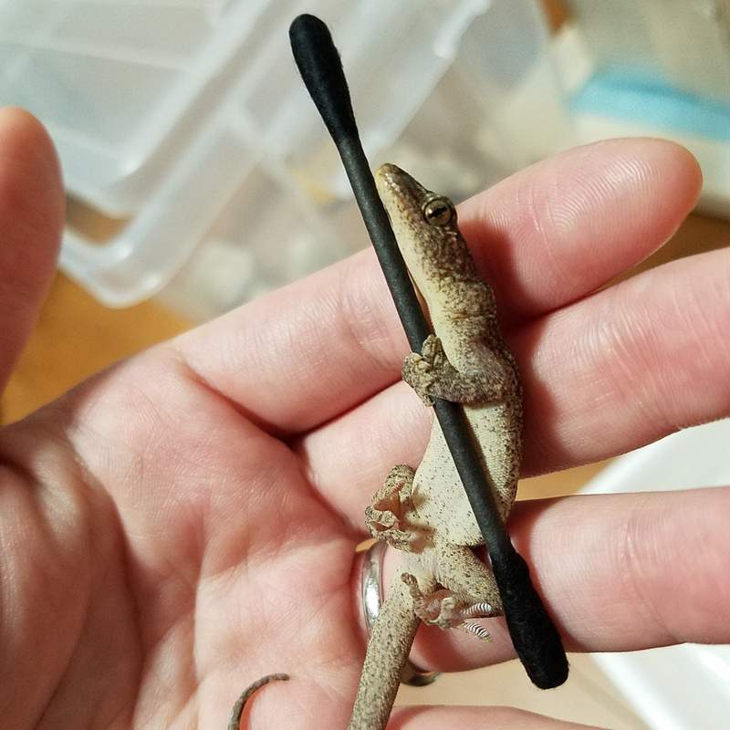 说什么都不放手《棉棒守宫》网友大赞是千年一遇级的可爱爬虫类啊啊啊❤ - 图片8 说什么都不放手《棉棒守宫》网友大赞是千年一遇级的可爱爬虫类啊啊啊❤