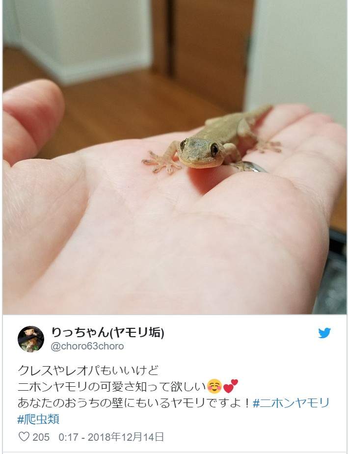 说什么都不放手《棉棒守宫》网友大赞是千年一遇级的可爱爬虫类啊啊啊❤ - 图片11 说什么都不放手《棉棒守宫》网友大赞是千年一遇级的可爱爬虫类啊啊啊❤