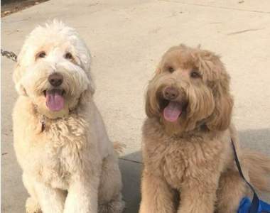 讓飼主嚇到的《遛狗認親事件》散步散一散就遇上失散多年的狗親人