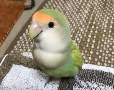 《鸚鵡太有節奏感的困擾》音樂一放就會跟上節奏搖頭的趴體體質♪