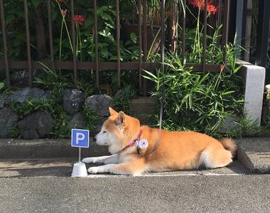 汪星人專屬位置《柴柴的停車格》請問是汪星人巴士嗎wwww