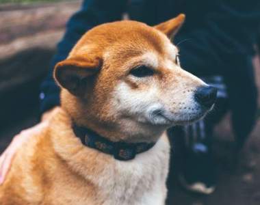 韓國推出新商品《狗狗飲料》WTF你給我看了什麼