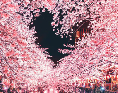 超浪漫《目黑川的愛心形狀櫻花》這種自然形成的愛心形狀感覺好夢幻喔