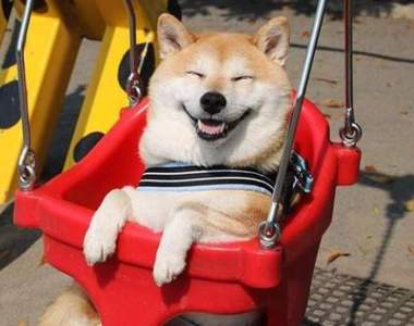 汪汪新聞《2017年度狗狗話題精選》世上怎會有如此可愛的寶貝❤