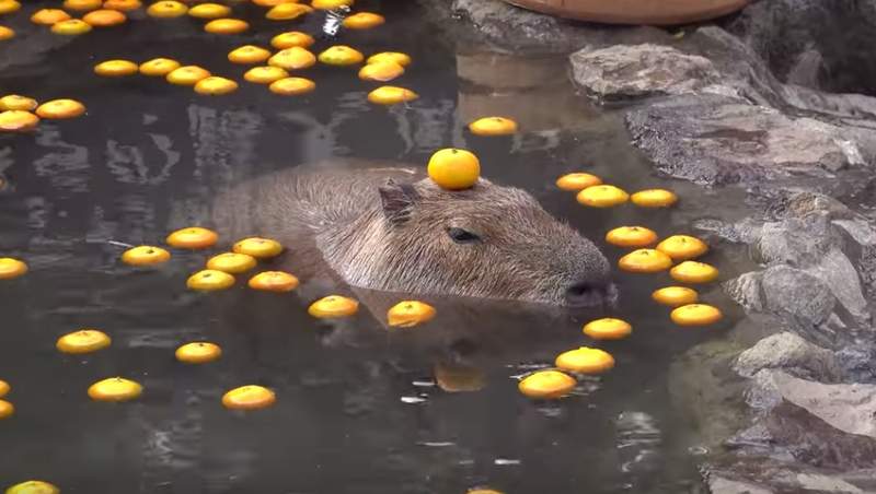 有片 水豚頭頂橘子泡溫泉 日本伊豆仙人掌公園冬季限定活動 看到這一幕代表很幸運ღ 有片 水豚頭頂橘子泡溫泉 日本伊豆仙人掌公園冬季限定活動 看到這一幕代表很幸運ღ