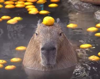 【有片】《水豚頭頂橘子泡溫泉》日本伊豆仙人掌公園冬季限定活動，看到這一幕代表很幸運ღ