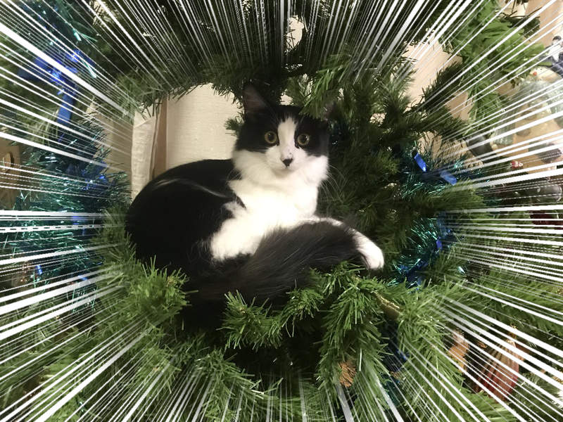 《貓與聖誕樹的戰爭》貓奴辛苦裝好的聖誕樹，對喵來說就是最棒的新玩具(ↀДↀ)✧ - 圖片1
