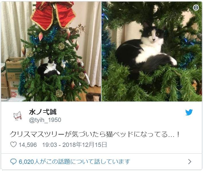 《貓與聖誕樹的戰爭》貓奴辛苦裝好的聖誕樹，對喵來說就是最棒的新玩具(ↀДↀ)✧ - 圖片7