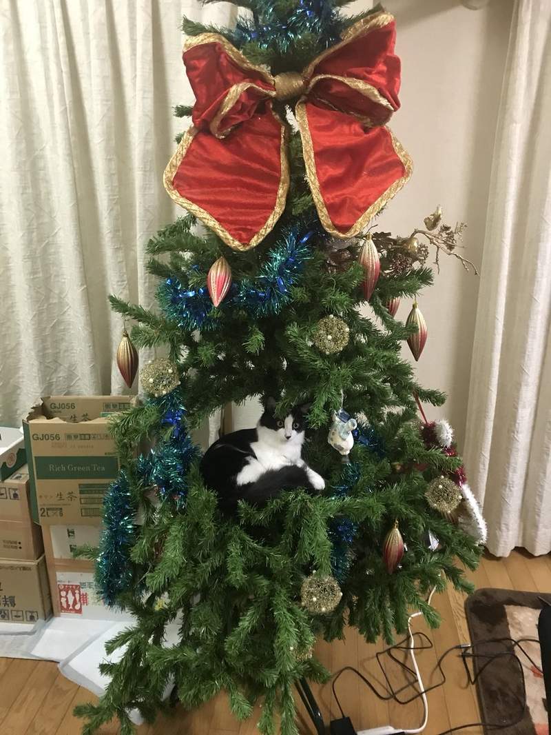 《貓與聖誕樹的戰爭》貓奴辛苦裝好的聖誕樹，對喵來說就是最棒的新玩具(ↀДↀ)✧ - 圖片8