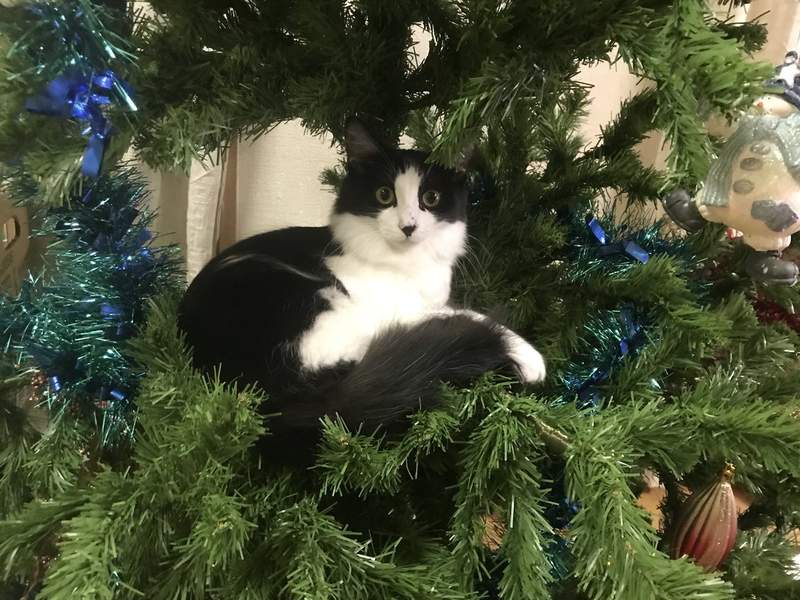 《貓與聖誕樹的戰爭》貓奴辛苦裝好的聖誕樹，對喵來說就是最棒的新玩具(ↀДↀ)✧ - 圖片9