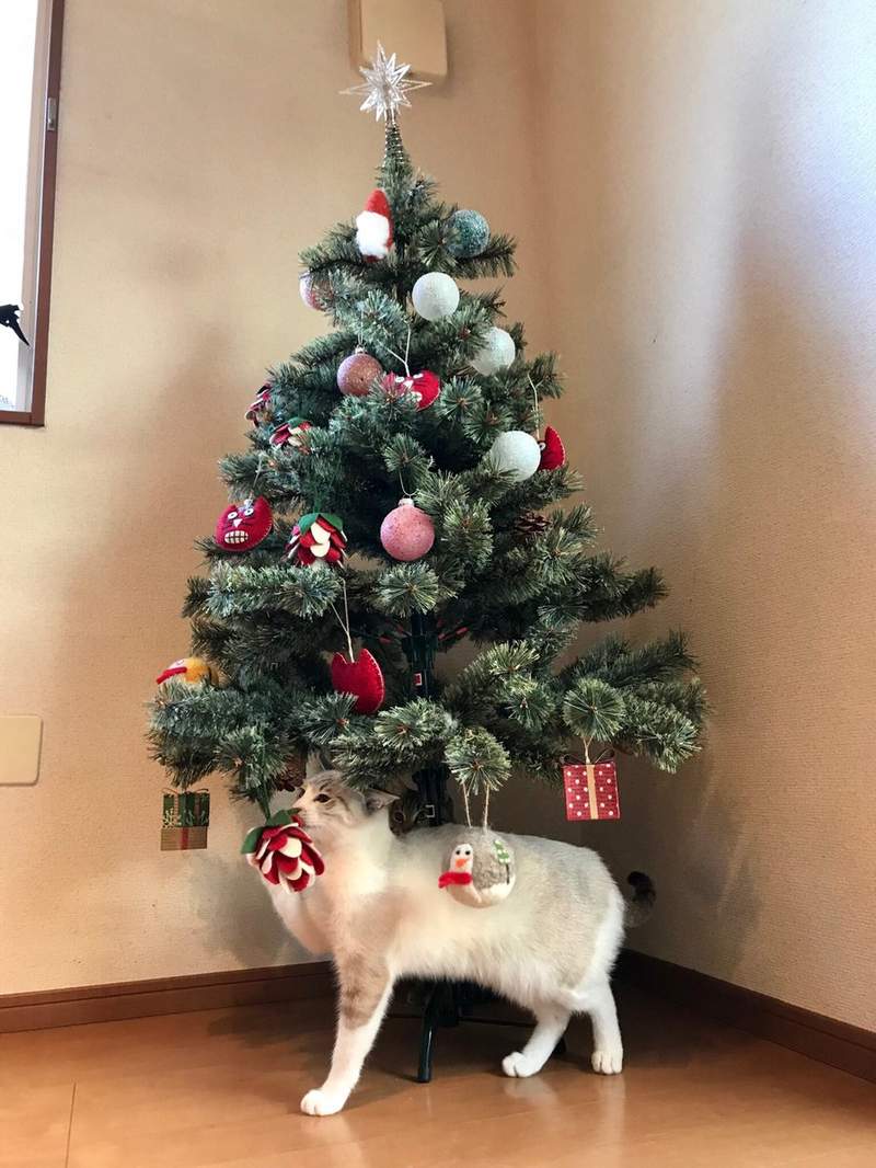 《貓與聖誕樹的戰爭》貓奴辛苦裝好的聖誕樹，對喵來說就是最棒的新玩具(ↀДↀ)✧ - 圖片3