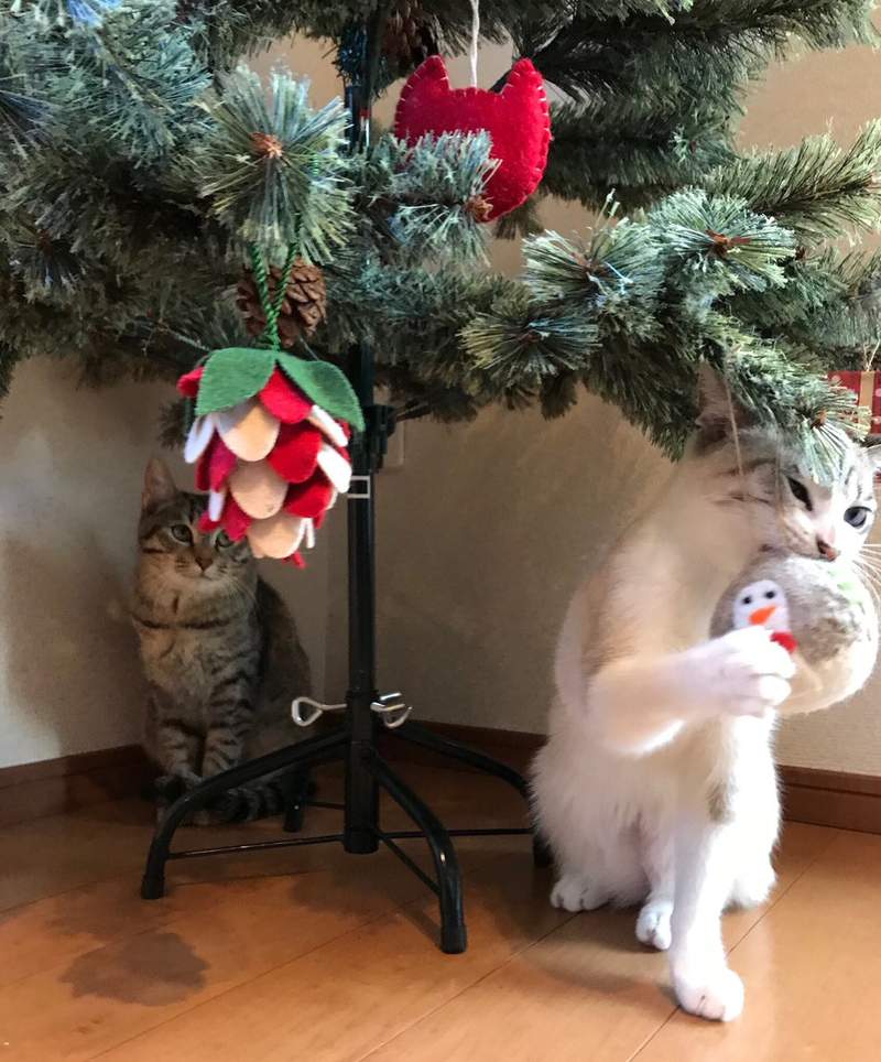 《貓與聖誕樹的戰爭》貓奴辛苦裝好的聖誕樹，對喵來說就是最棒的新玩具(ↀДↀ)✧ - 圖片4