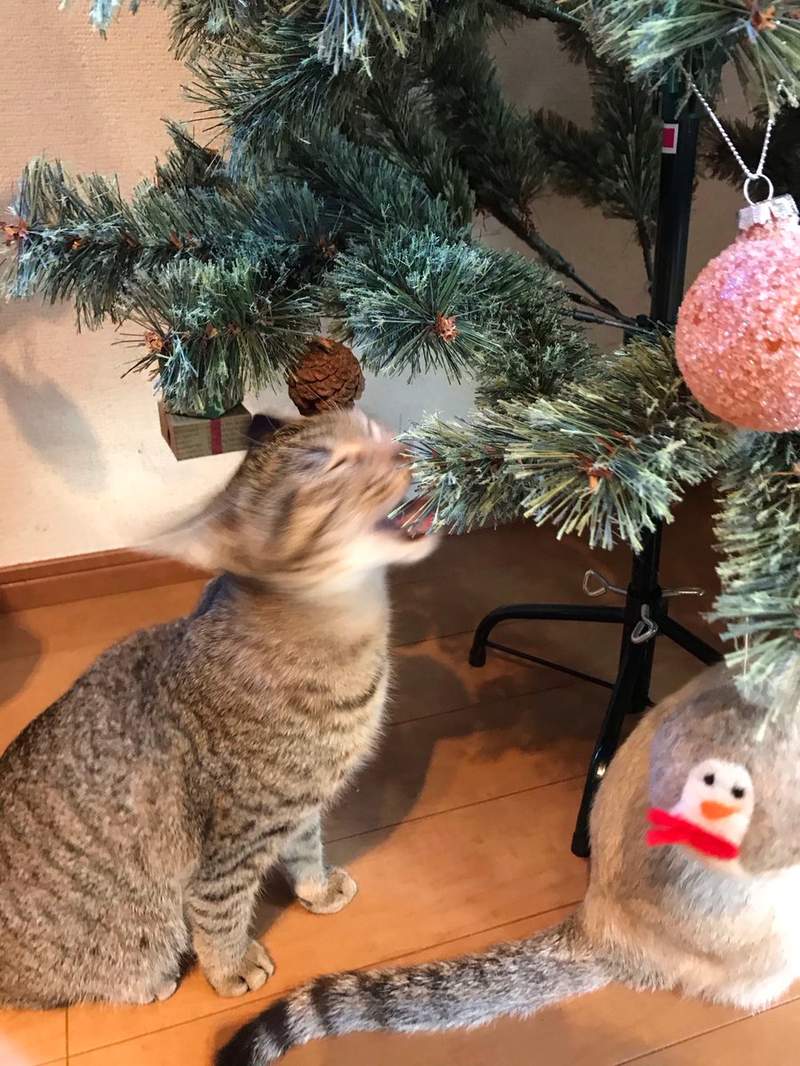《貓與聖誕樹的戰爭》貓奴辛苦裝好的聖誕樹，對喵來說就是最棒的新玩具(ↀДↀ)✧ - 圖片5