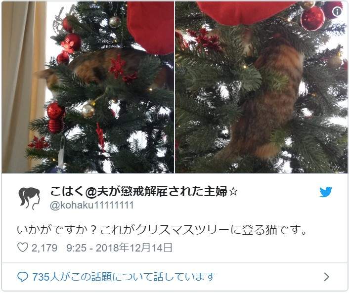 《貓與聖誕樹的戰爭》貓奴辛苦裝好的聖誕樹，對喵來說就是最棒的新玩具(ↀДↀ)✧ - 圖片10