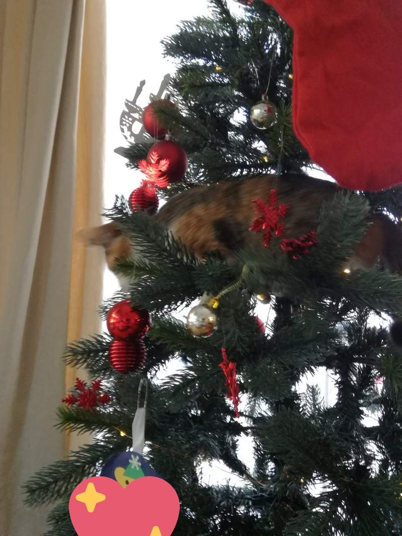 《貓與聖誕樹的戰爭》貓奴辛苦裝好的聖誕樹，對喵來說就是最棒的新玩具(ↀДↀ)✧ - 圖片11