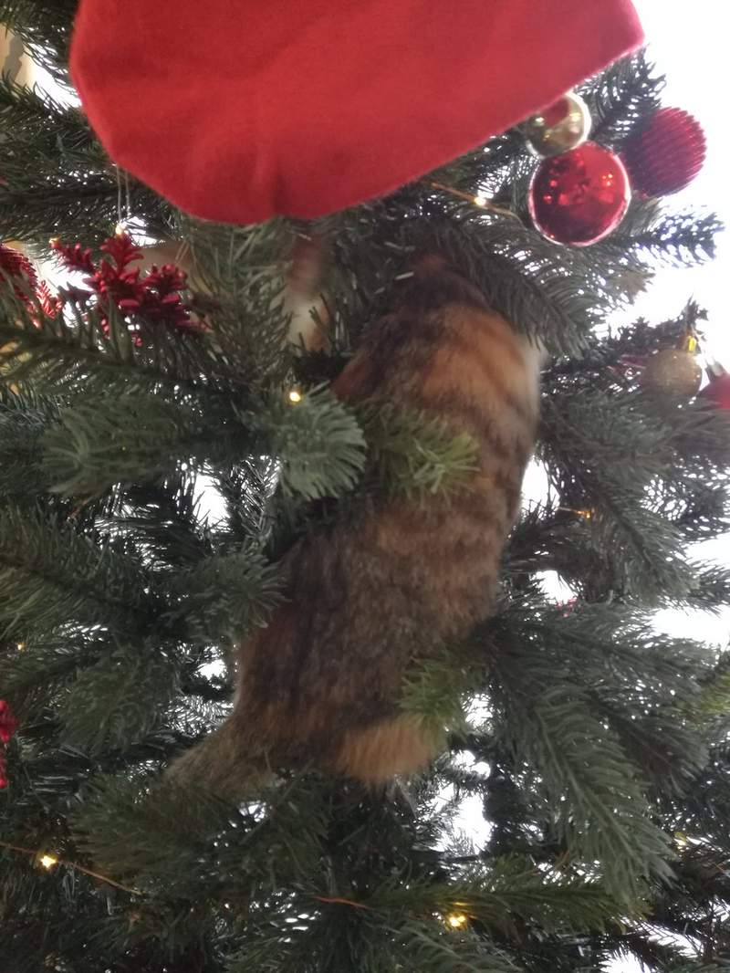《貓與聖誕樹的戰爭》貓奴辛苦裝好的聖誕樹，對喵來說就是最棒的新玩具(ↀДↀ)✧ - 圖片12