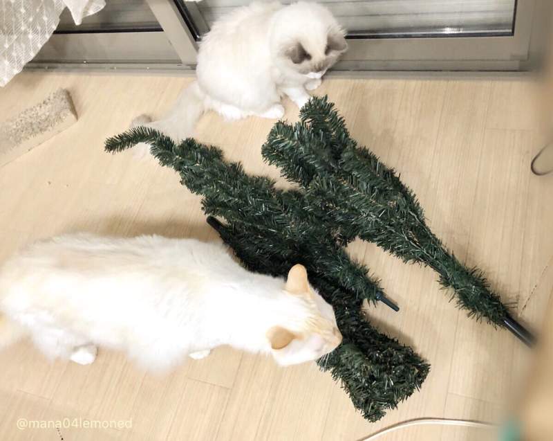 《貓與聖誕樹的戰爭》貓奴辛苦裝好的聖誕樹，對喵來說就是最棒的新玩具(ↀДↀ)✧ - 圖片14