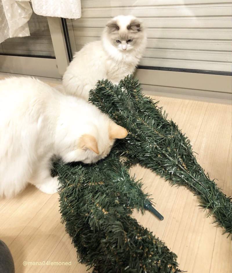 《貓與聖誕樹的戰爭》貓奴辛苦裝好的聖誕樹，對喵來說就是最棒的新玩具(ↀДↀ)✧ - 圖片15