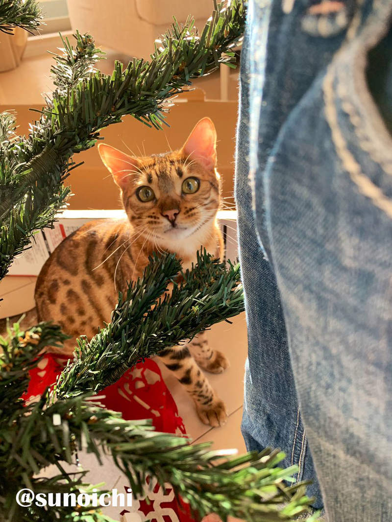 《貓與聖誕樹的戰爭》貓奴辛苦裝好的聖誕樹，對喵來說就是最棒的新玩具(ↀДↀ)✧ - 圖片16