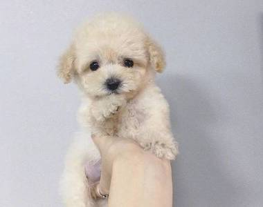 《一隻手可以掌握的狗狗》今天你想掌握哪一隻呢(´,,•ω•,,)♡