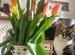 萌照變遺照《貓咪偷吃鬱金香中毒》養貓的飼主請注意這些花....
