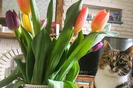 萌照變遺照《貓咪偷吃鬱金香中毒》養貓的飼主請注意這些花....